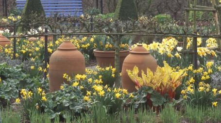 Design Themes - Poets of Spring, perennializing Daffodils