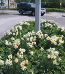 daffodils william wordsworth theme