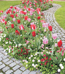 Design Themes - Rivers of Color, tulips with annuals