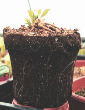 Dahlia Grow Info (roots)
