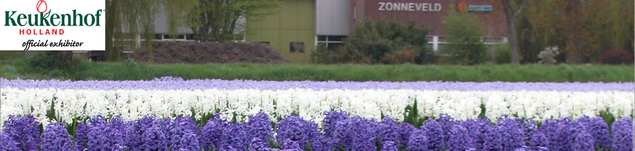 C.J. Zonneveld - Flower Bulbs Exporter